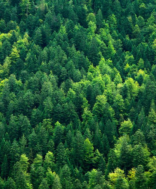 HNT_Mischwald_001_AdobeStock_92788507_72ppi_2